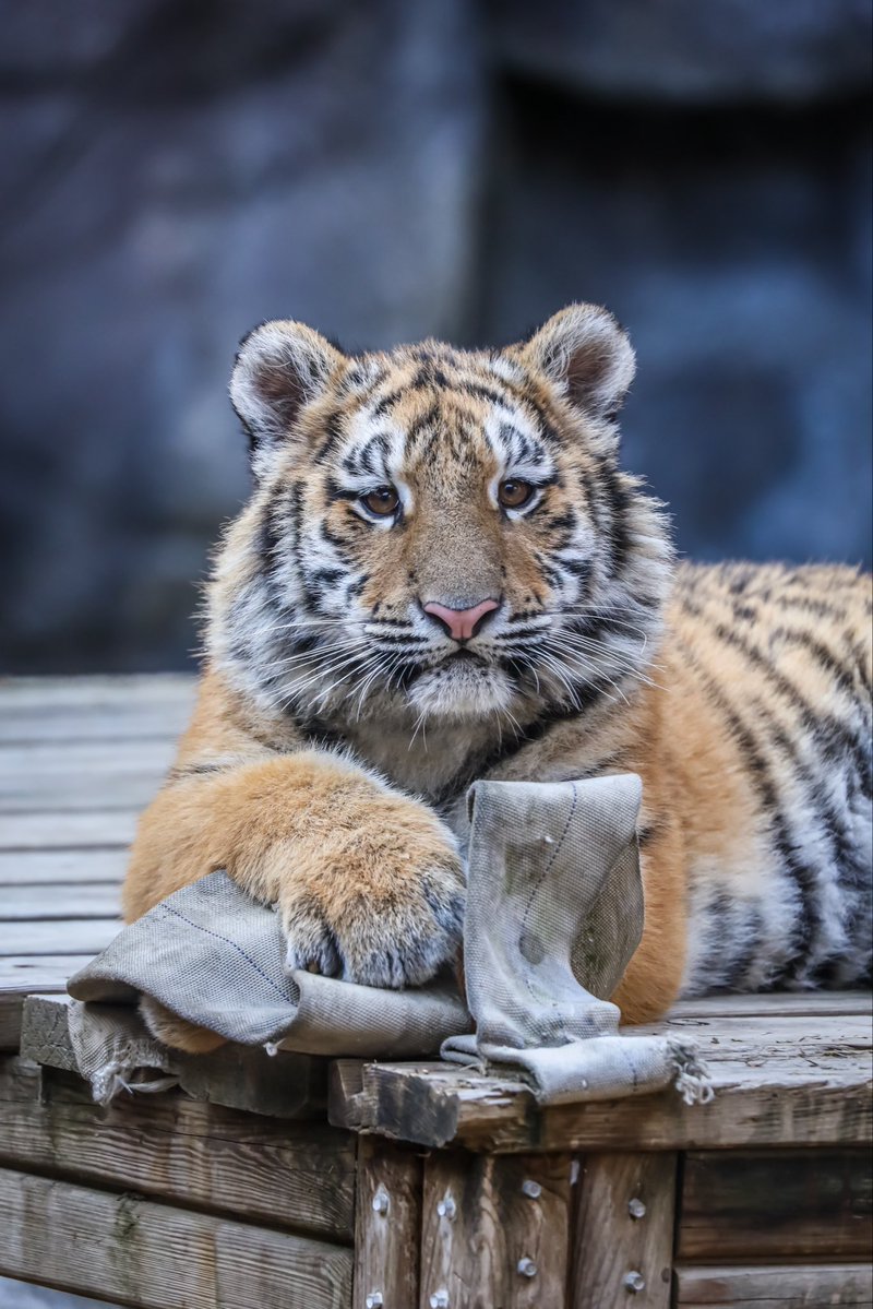 사모예드 tweet media