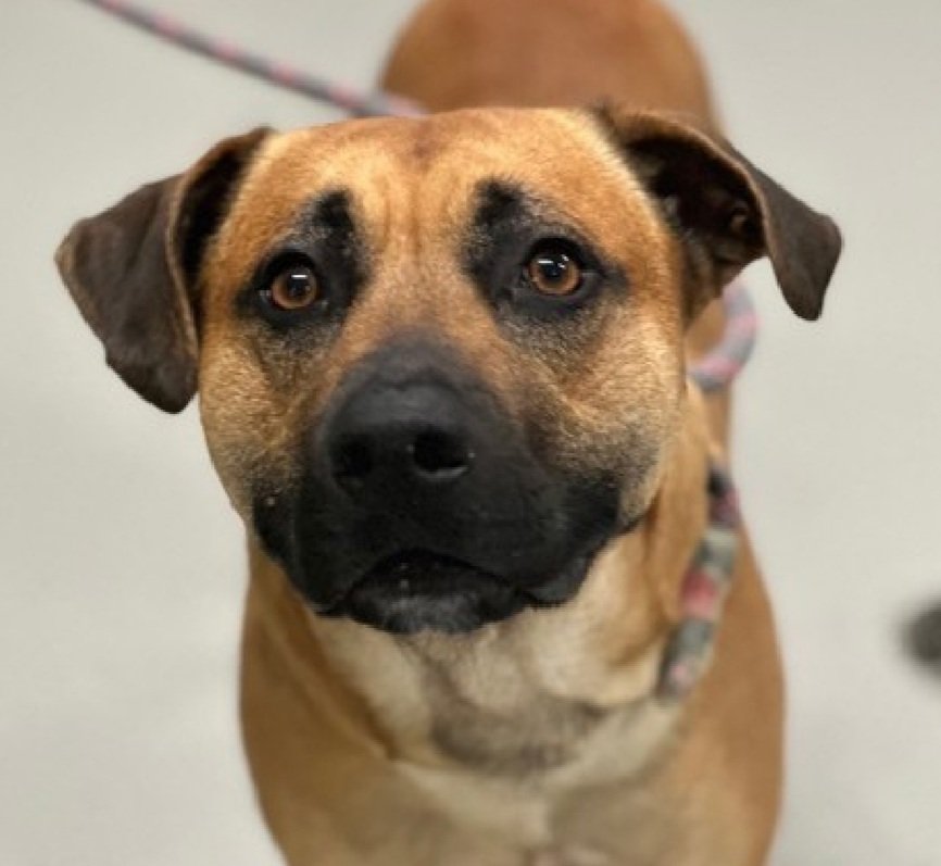 Morgan Fairchild's Dogs tweet media