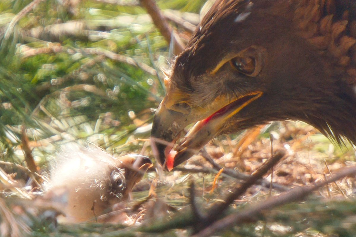 黒崎十士郎 tweet media
