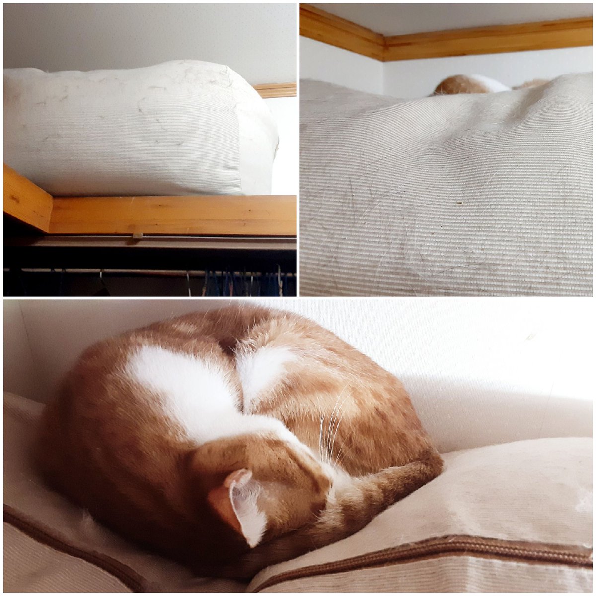 にゃんこ先生 tweet media