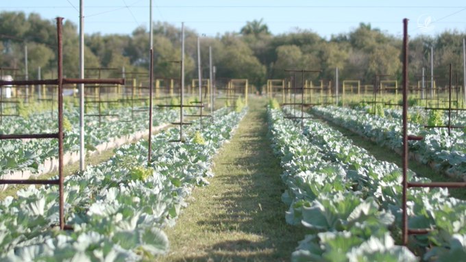 Ministerio de la Agricultura de Cuba tweet media
