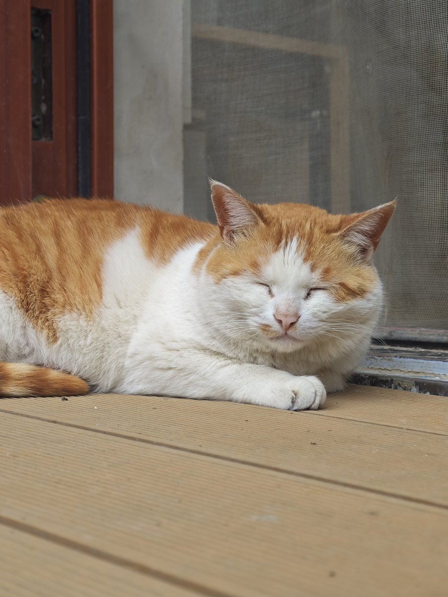 鲨了我吧 tweet media