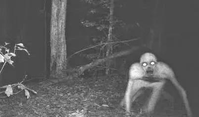 Wiadomości z lasu tweet media