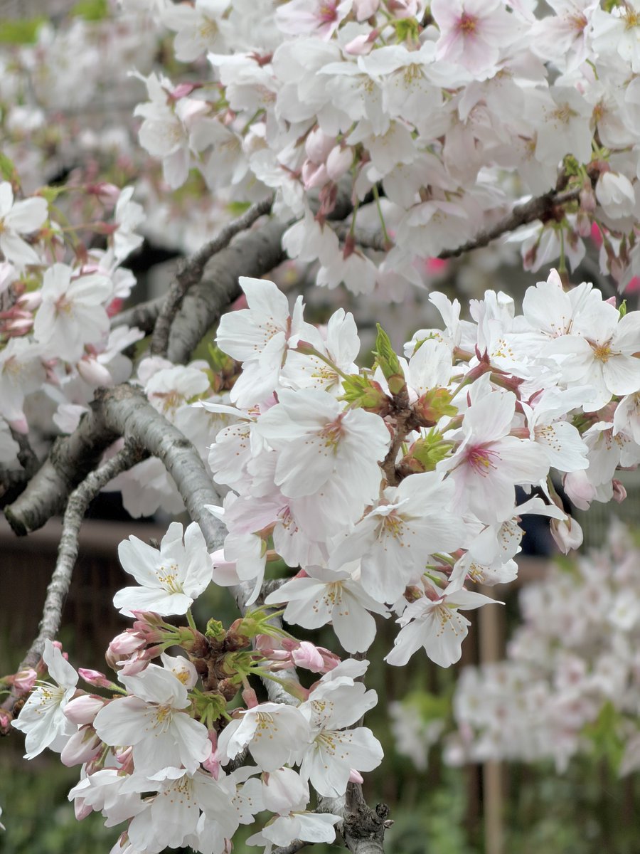 いろはす🚰【みそかつニキ】6.27恵比寿 青春ヶ丘俊光 tweet media