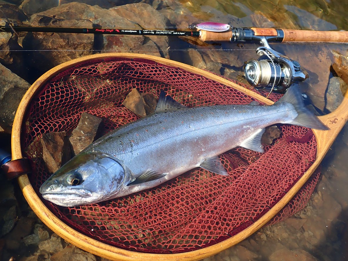 かずき@魚垢 tweet media