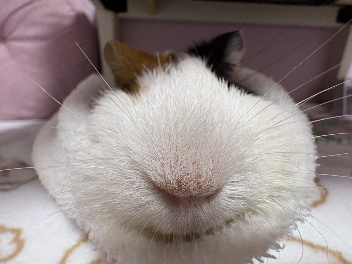 オコチヤンカイヌシ tweet media