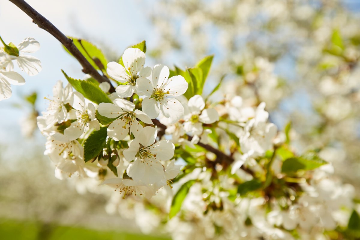 BREAKING: Cherry blossoms are officially peaking across Door County today. 🌸🍒