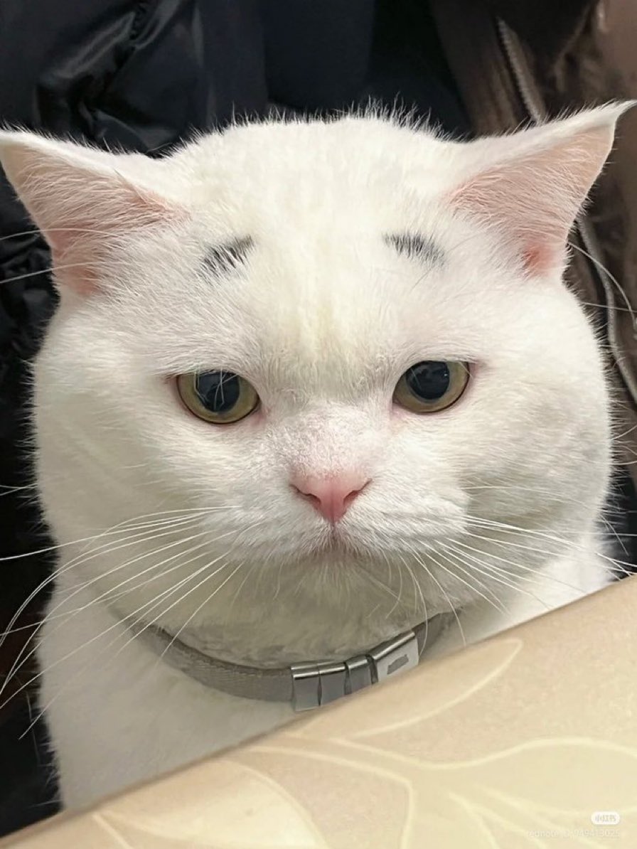 ネコの時間 tweet media