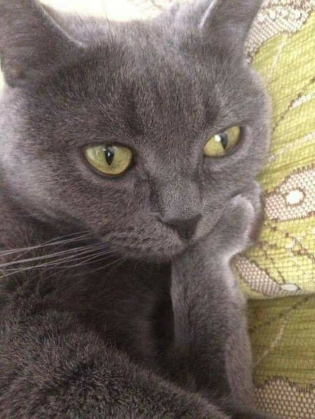 EDM's Biggest Fan tweet media