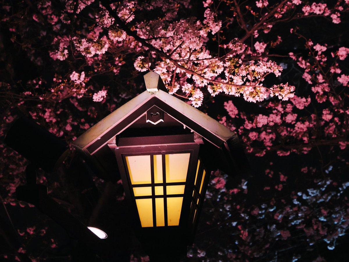 すみ𖦞 tweet media