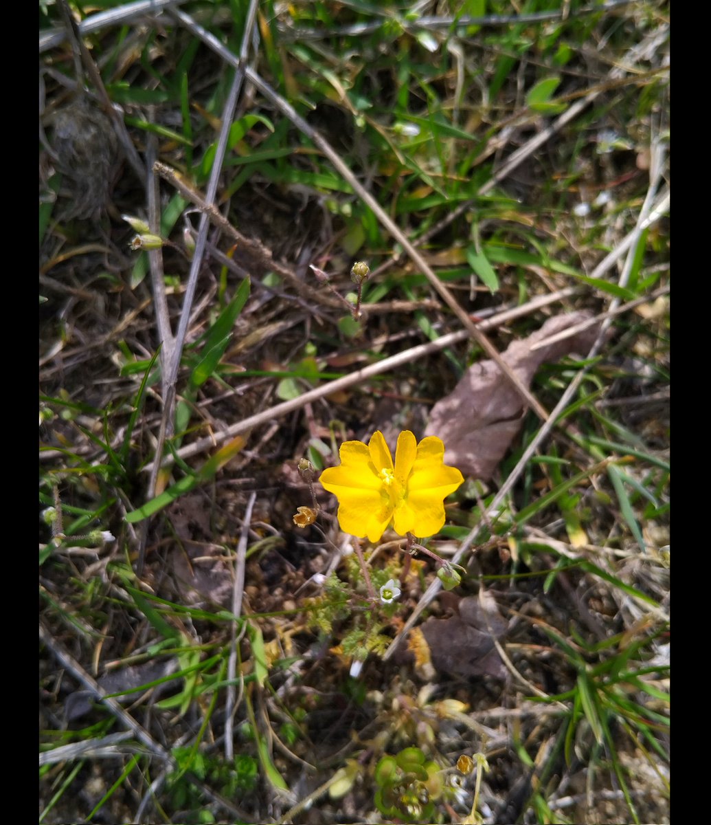 Yurt İyesi 🇹🇷 tweet media