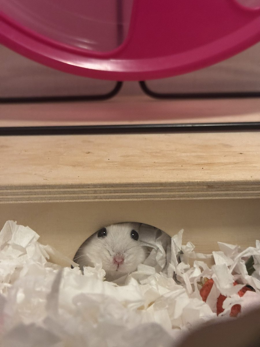 머랭크림쿠키 tweet media