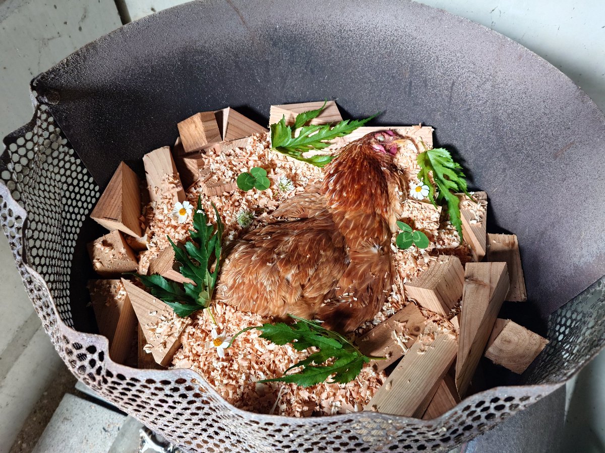 クックハウスokinawa～闘鶏で傷つき捨てられた鶏達の生きる場所～ tweet media