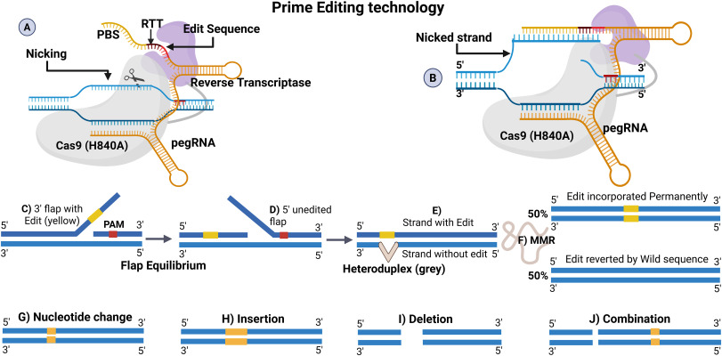 BioDesignR's tweet image. Prime editing advances enable precise genome rewriting, boosting therapy, agri-biotech &amp;amp; genomics. Challenges remain! #PrimeEditing #GenomeEditing
Details: doi.org/10.1016/j.bide…