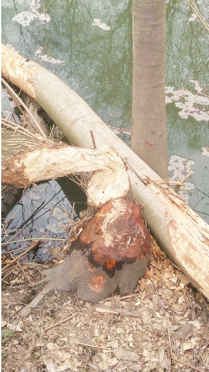 Rugger Ultras 🐦🐥🦉 tweet media