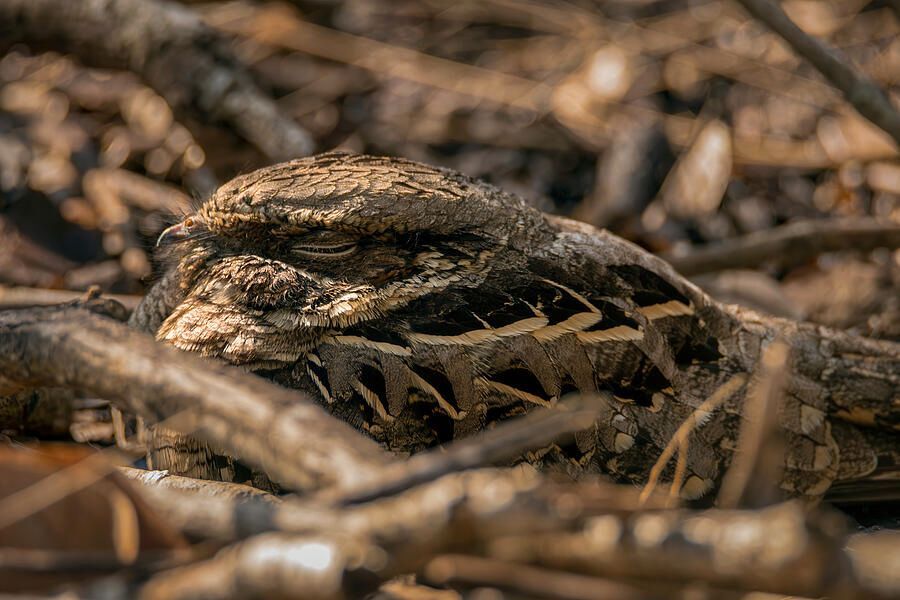 DebraMartz's tweet photo. The Common Pauraque @DebraMartz
Widespread in the Neotropics but ventures into the US just at the southern tip of Texas.
https://t.co/rANdWyxXfw
#Pauraque #NightJar #bird #camouflaged #birds #aves #avian #BirdLovers #featheredFriends #ornithology #photography #giftideas https://t.co/dECpu2fyXl
