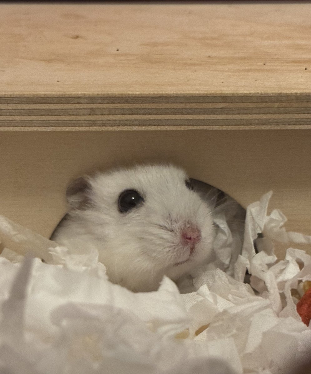 머랭크림쿠키 tweet media