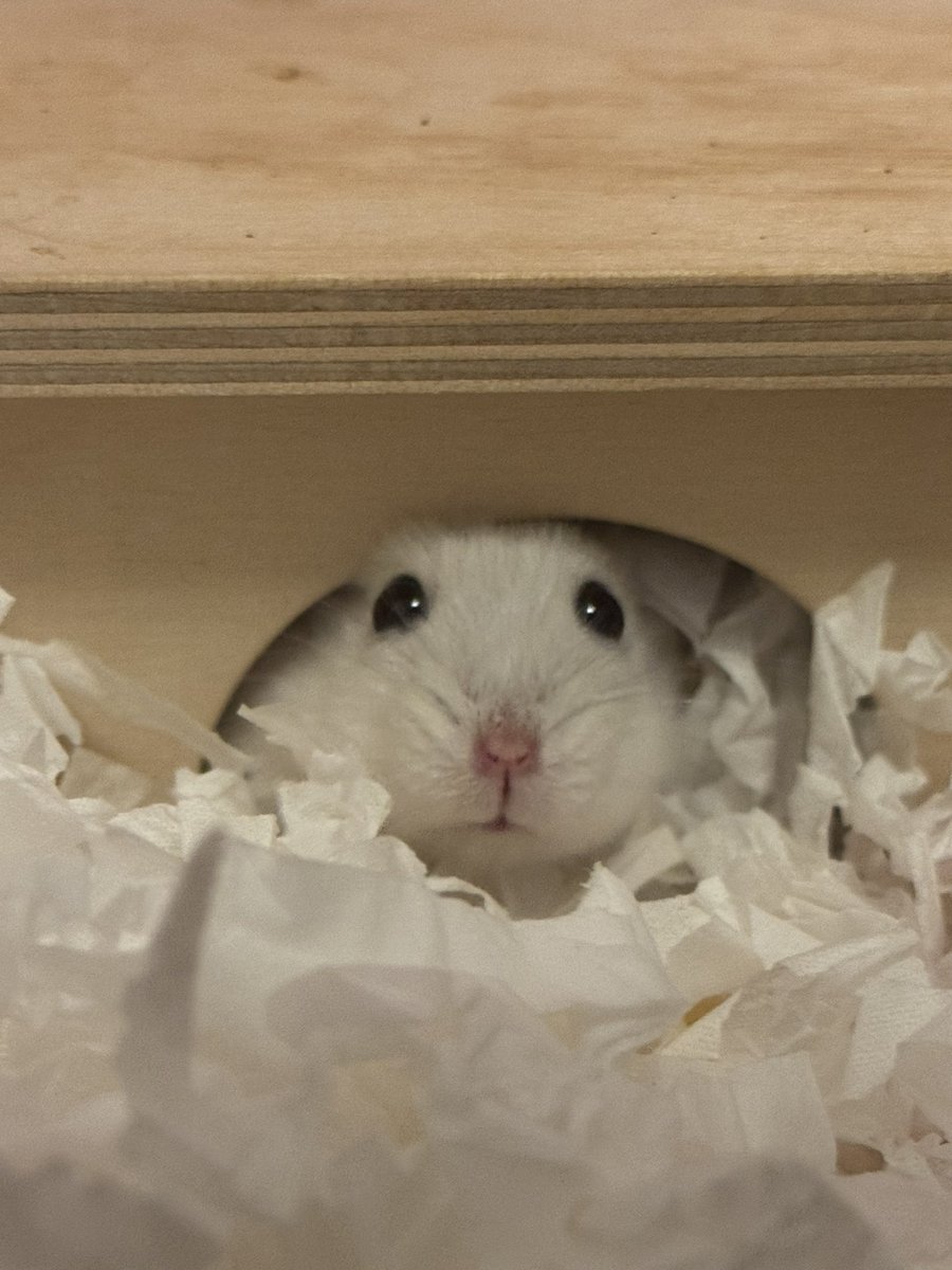 머랭크림쿠키 tweet media