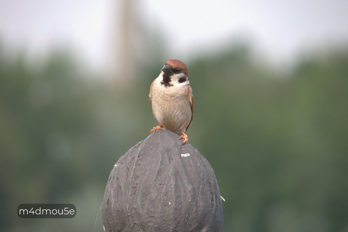 Крипазоид | открытки календари фото с птицами tweet media