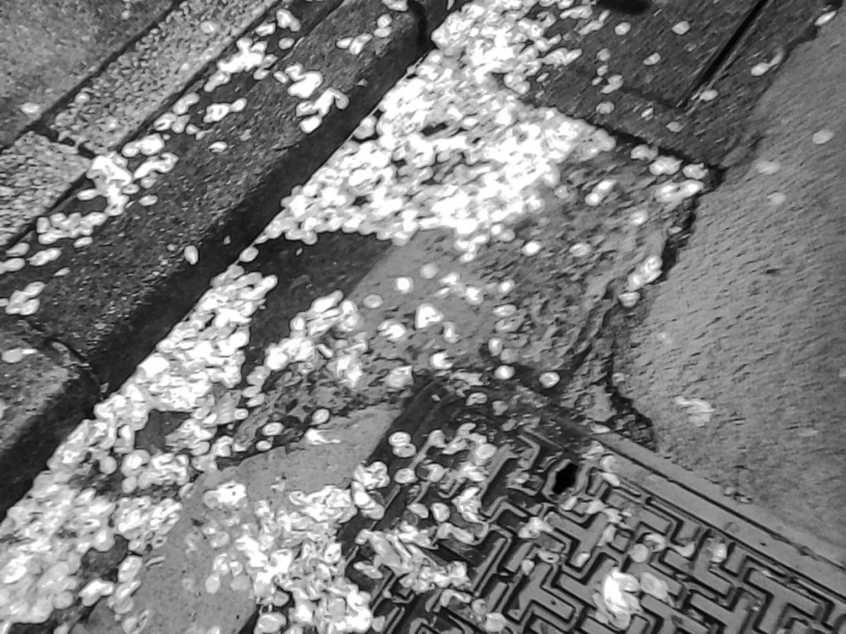 kanoe313's tweet image. 久しぶりのチャーメラ
#Charmera