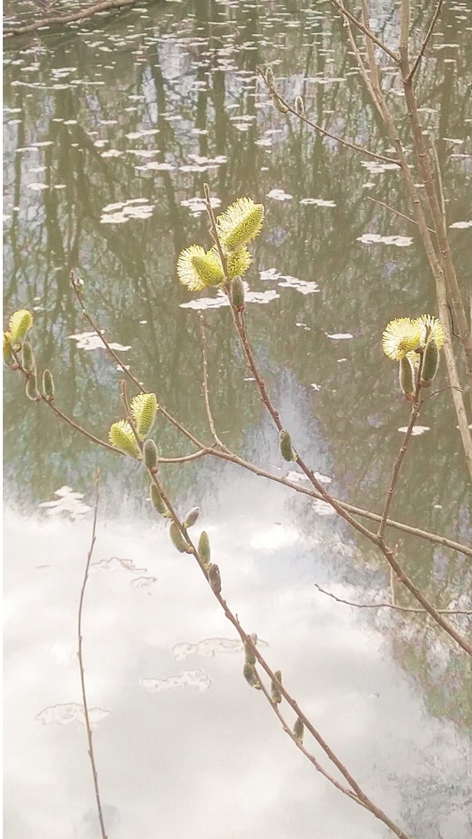 Rugger Ultras 🐦🐥🦉 tweet media