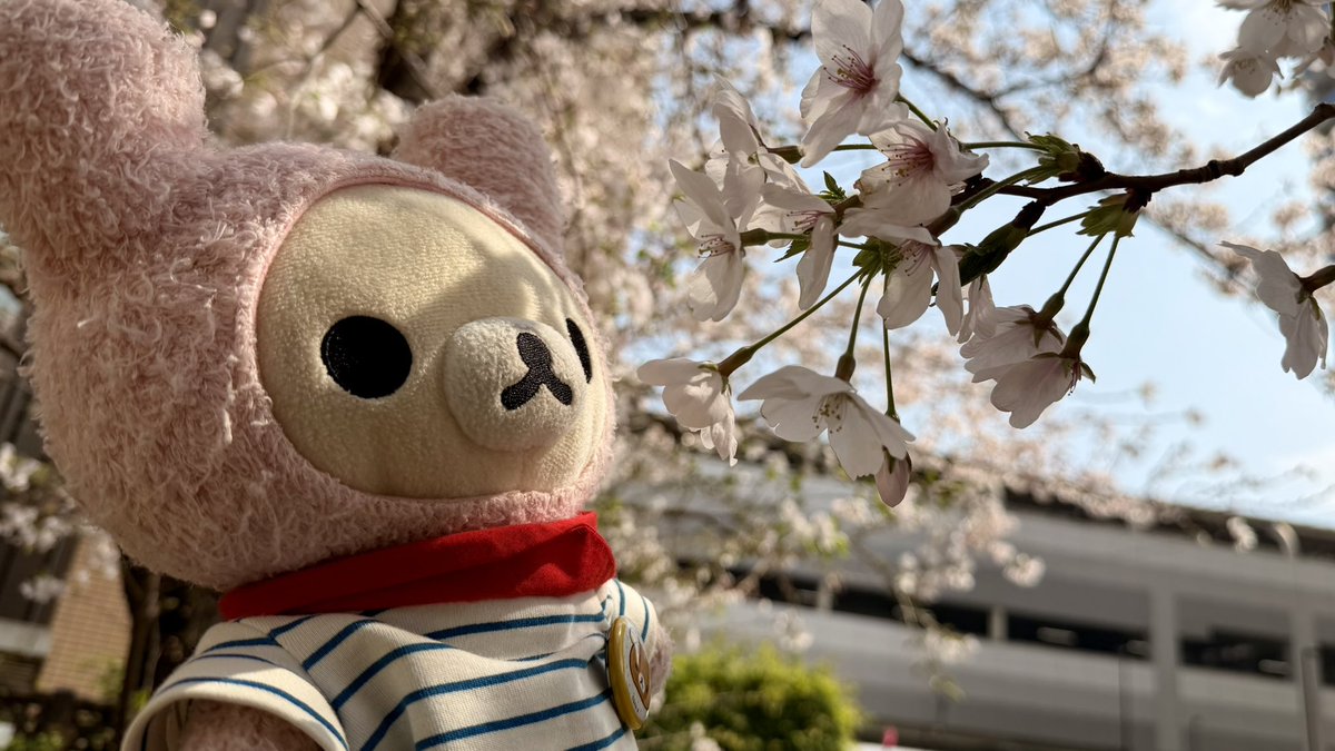 こりこり tweet media