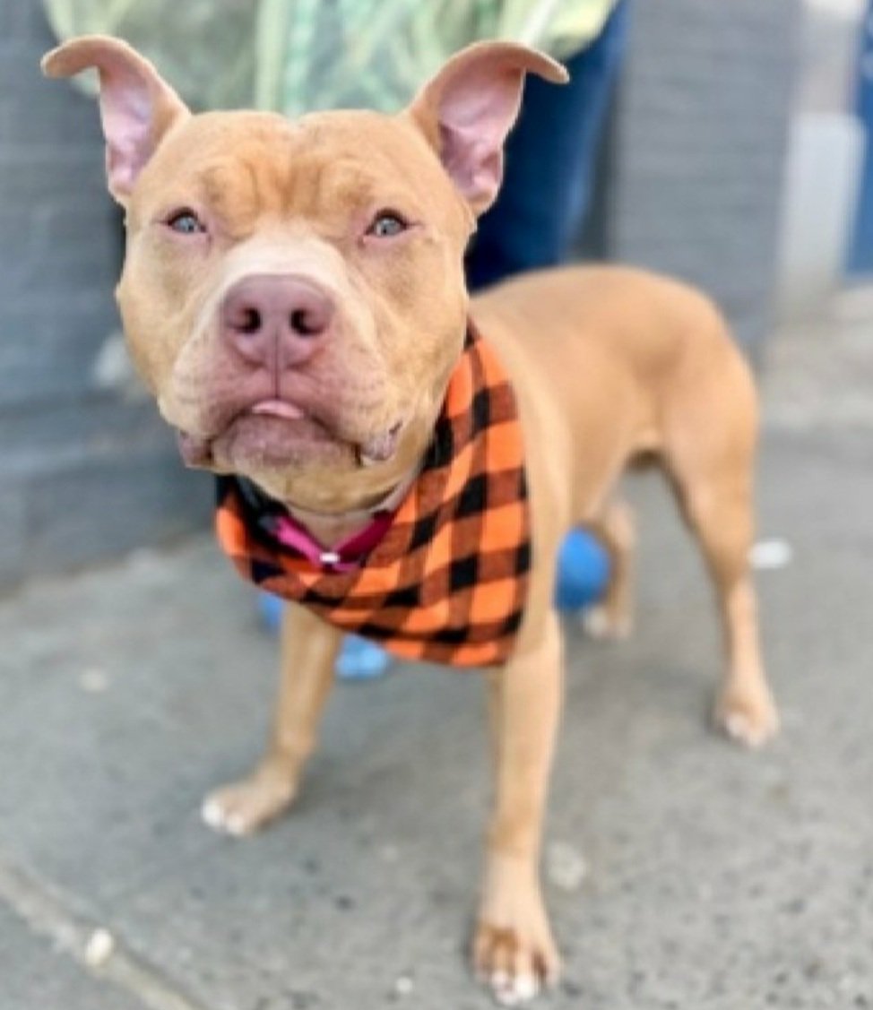 Morgan Fairchild's Dogs tweet media