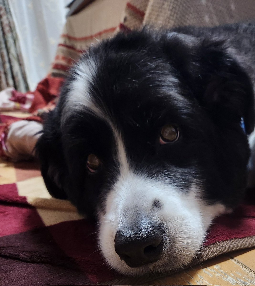 ソラくん🌼ボーダーコリー tweet media