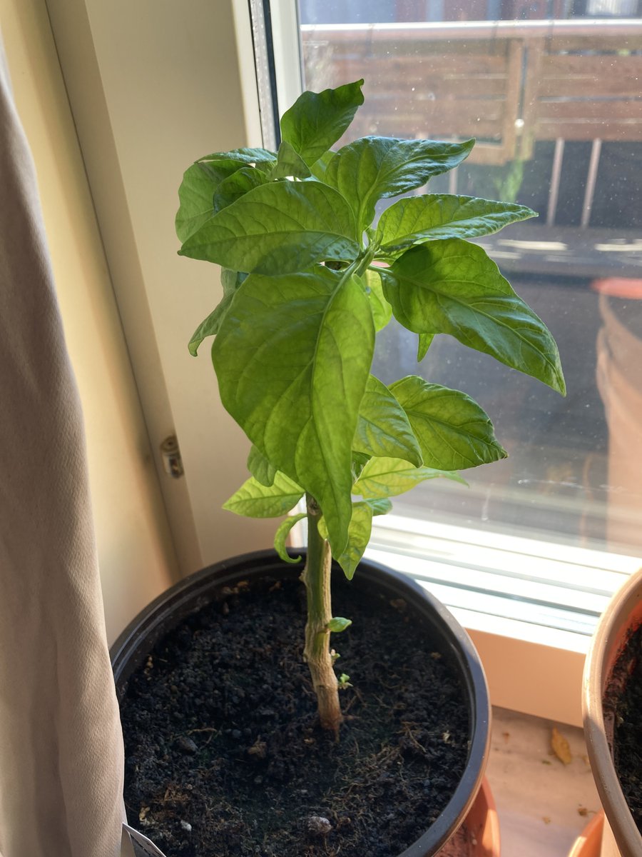 peter 🇸🇪 tweet media