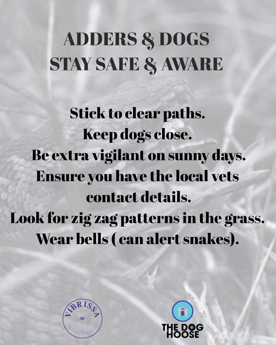 DogHooseTynemth's tweet image. Adder Season is upon us 🐍

#adderbites #dogsafety #dogsofnewcastleupontyne #newcastleupontyne #northeastdogs