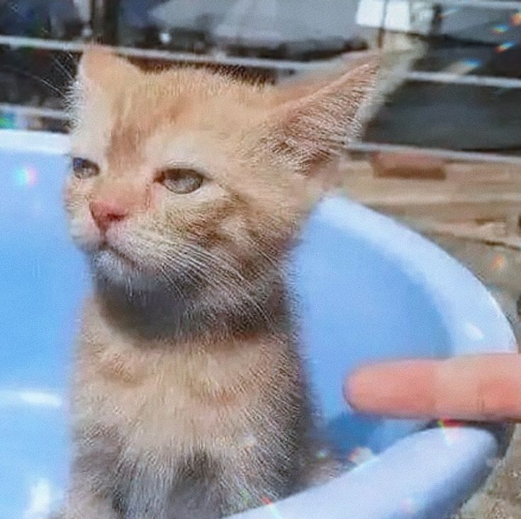 jicey cursing era tweet media