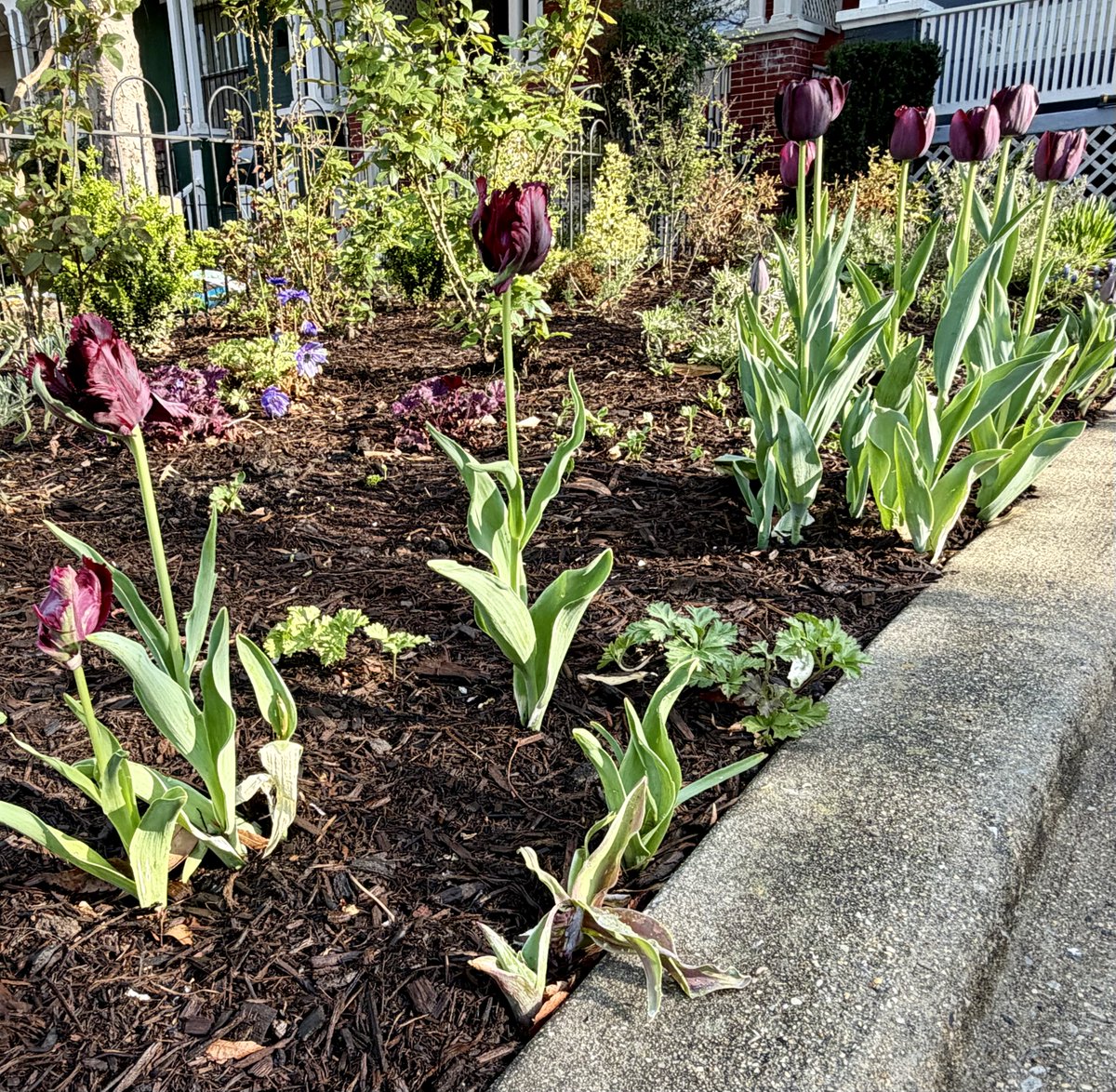 Harmeet K. Dhillon tweet media