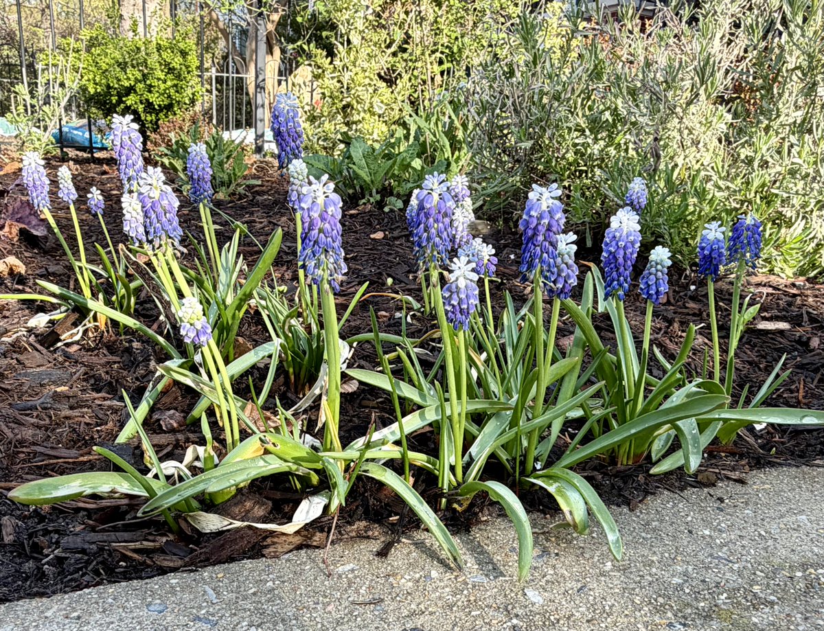 Harmeet K. Dhillon tweet media