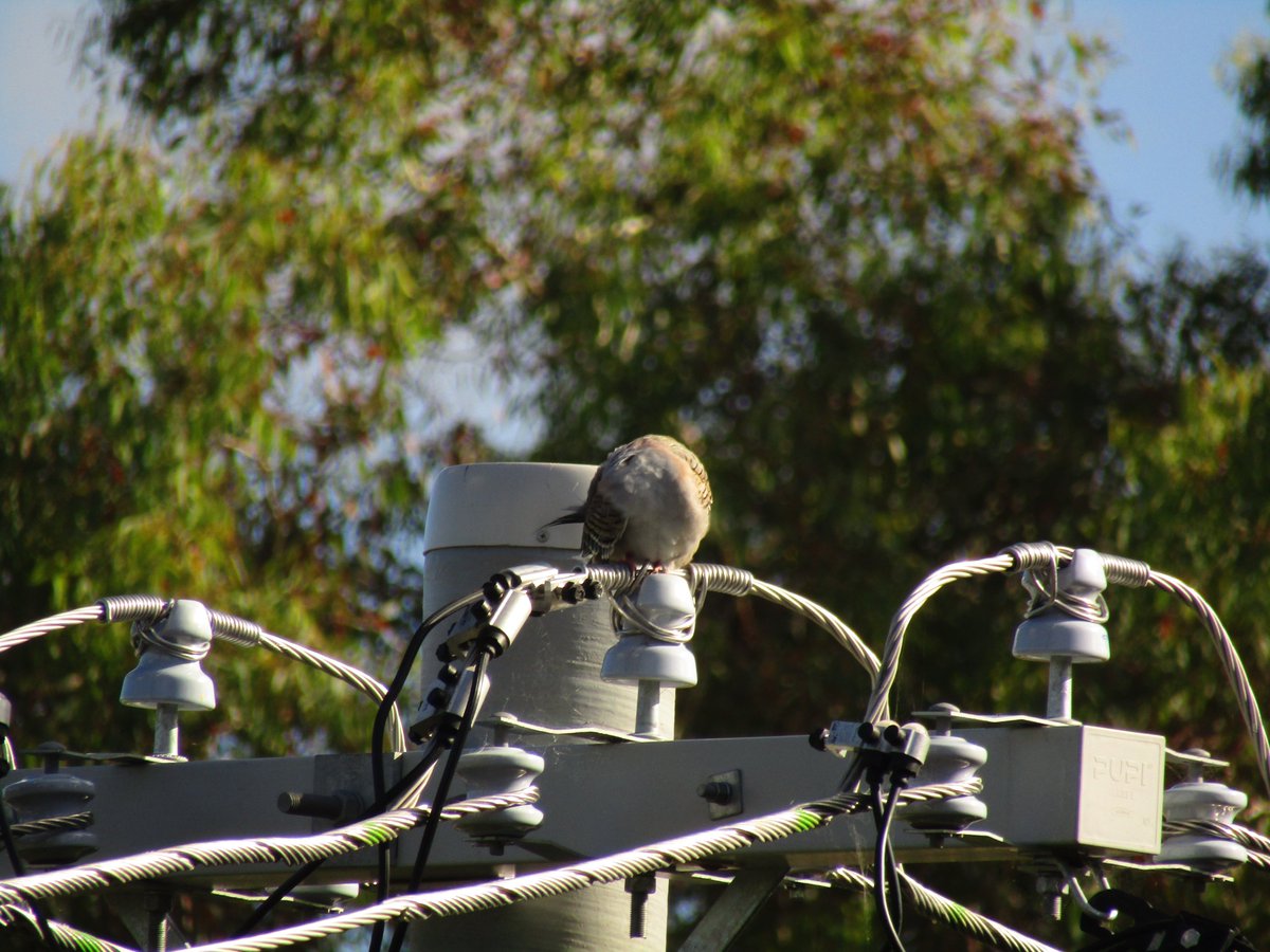 🇦🇺 Ant the Third 🦜🏎️ tweet media