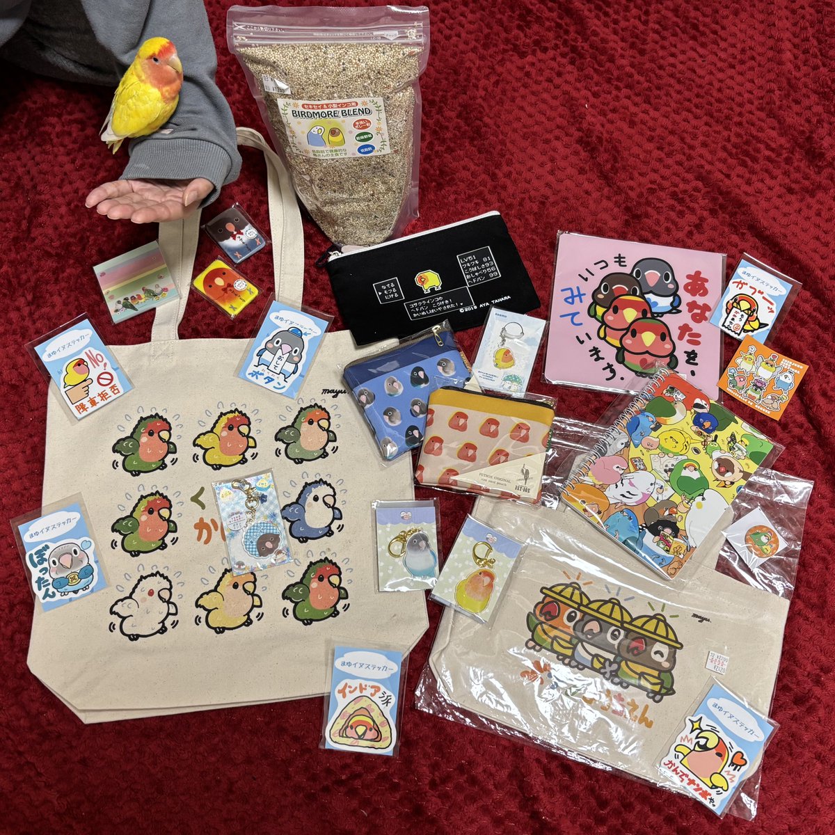 ﾄﾖﾁｬﾝ tweet media