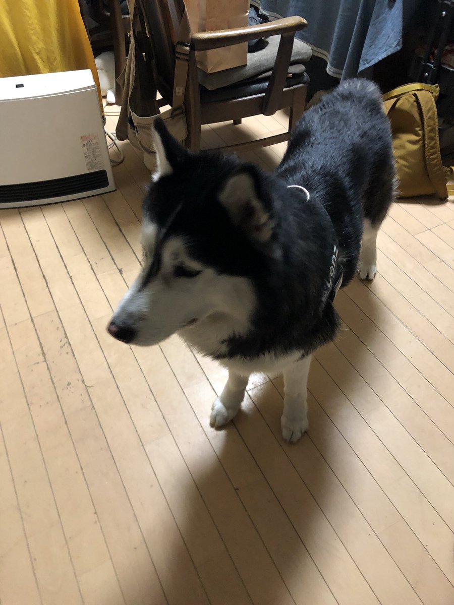 第一〇雷鳥丸/休止 tweet media