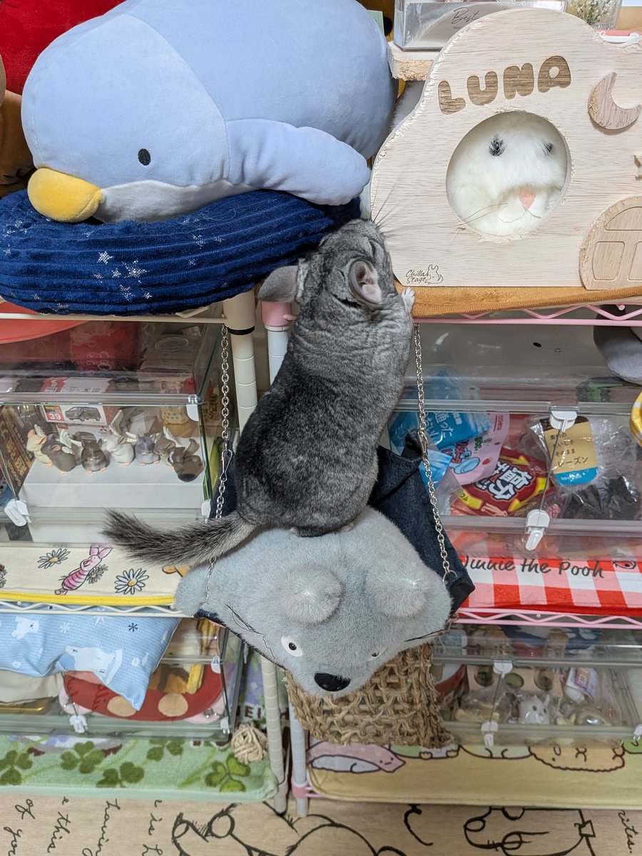 チンチラ🐭✨💕とハルにゃん tweet media