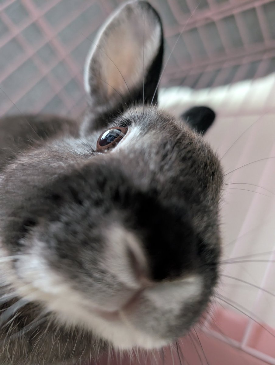 なかにしあい🍀中西愛 tweet media