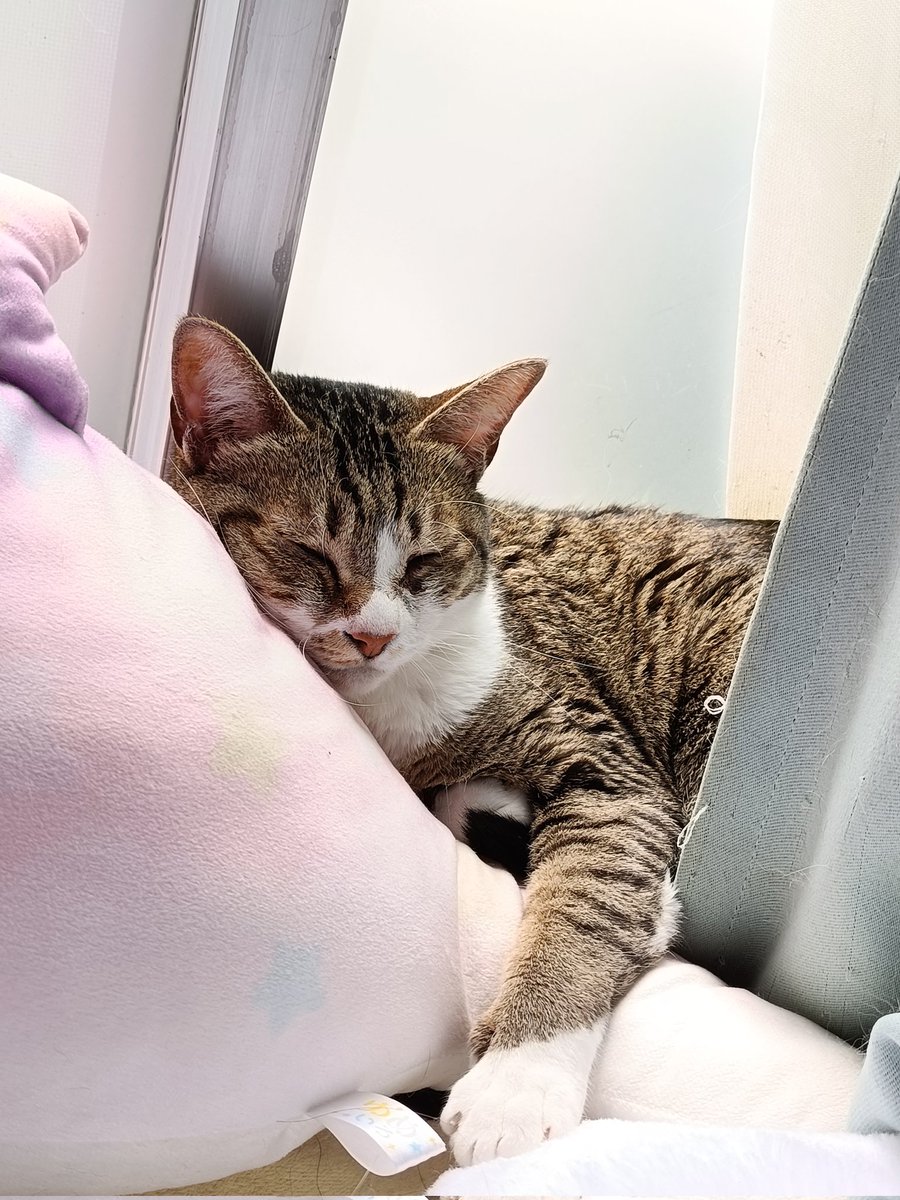 みかん🍊(元杏)ฅ❅*॰ॱ☪︎ tweet media