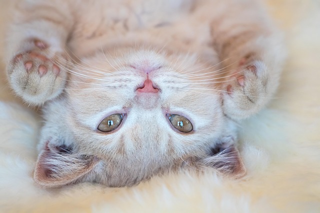 Joe Roby tweet media