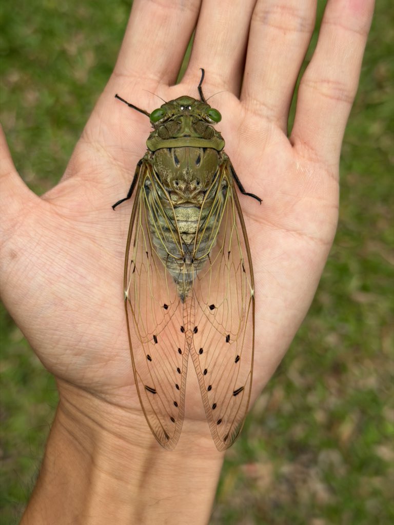 なべっちょ🦀 tweet media