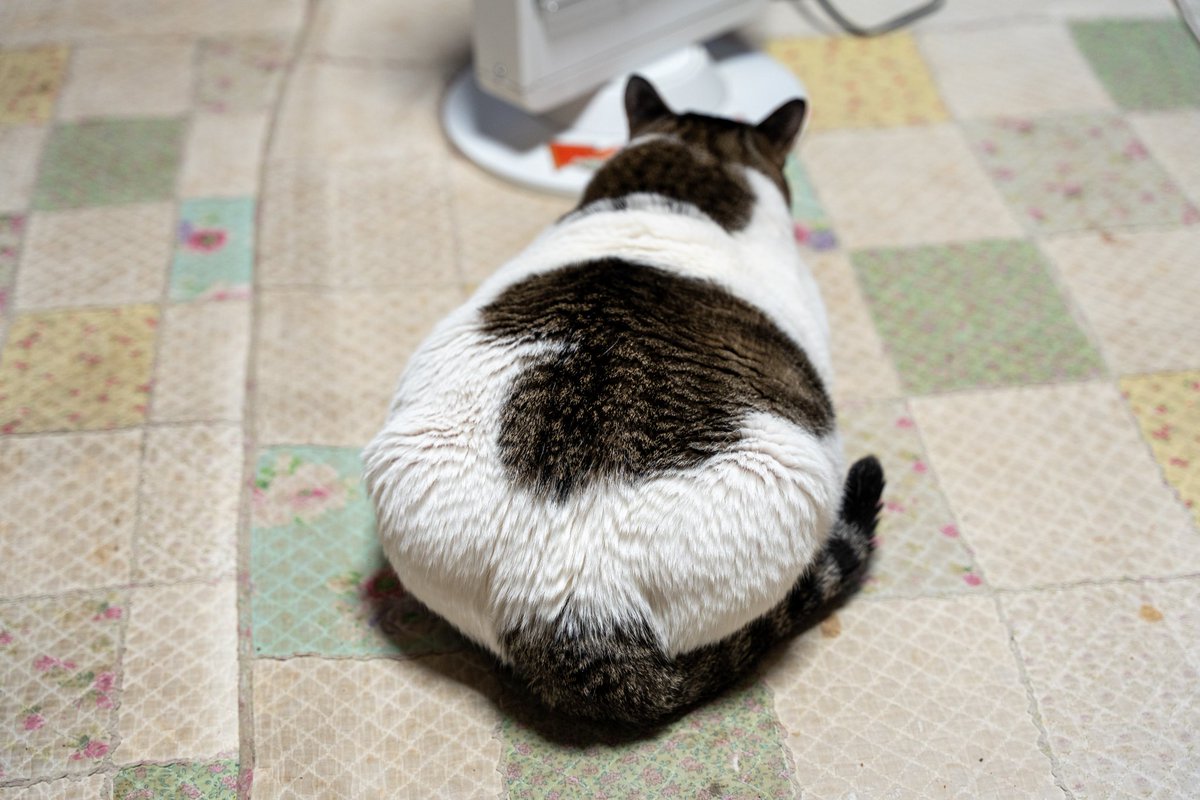 みっち tweet media