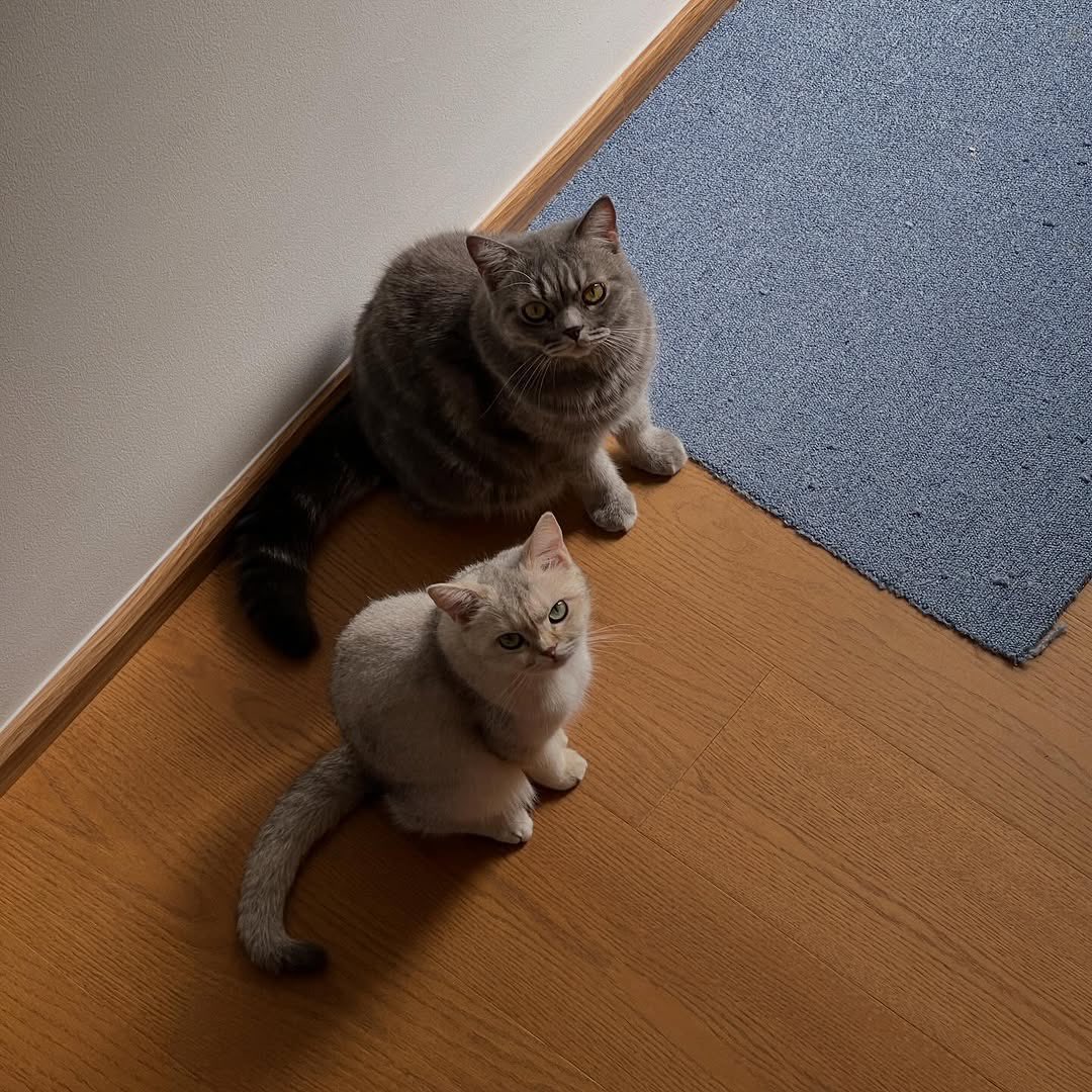 : แมวสองตัวปรับตัวเข้าหากันได้เลยไหม

🐈: แรกๆ มีขู่กันครับ ต้องบอกว่าหมั่นโถวขี้กลัว แต่หวานจ๋อยค่อนข้างจะเฟรนด์ลี่กับทุกสิ่งมีชีวิต ทั้งแมว หมา หรือคน ถึงอย่างนั้นก็เข้ากันได้ครับ แค่ต้องใช้เวลาช่วงแรก รอให้เขาสนิทกันหน่อย

#khaotungg 
#montowmeowmeow #vaanjoy