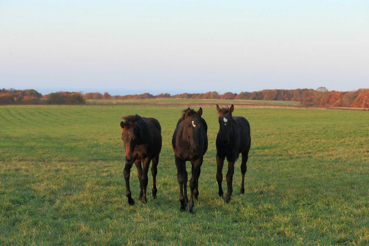 Contrail believer tweet media