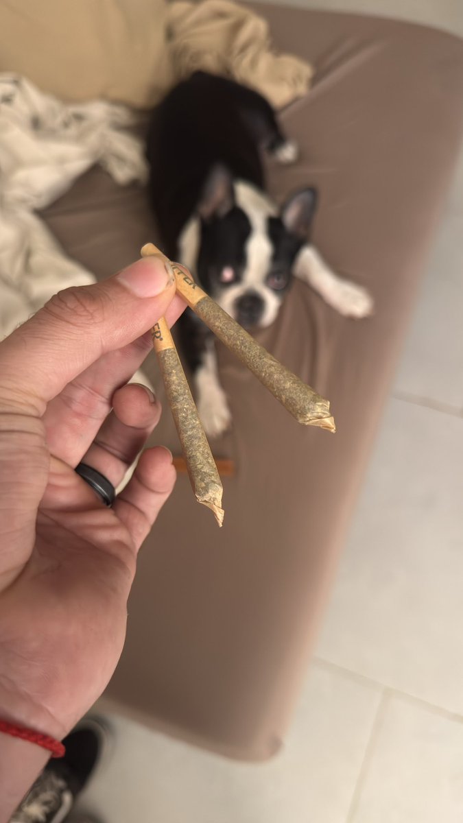 Taquito 🇲🇽 tweet media