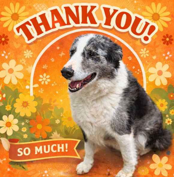 Dog Desk Animal Action tweet media