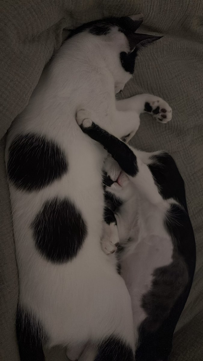 Oren Satt tweet media