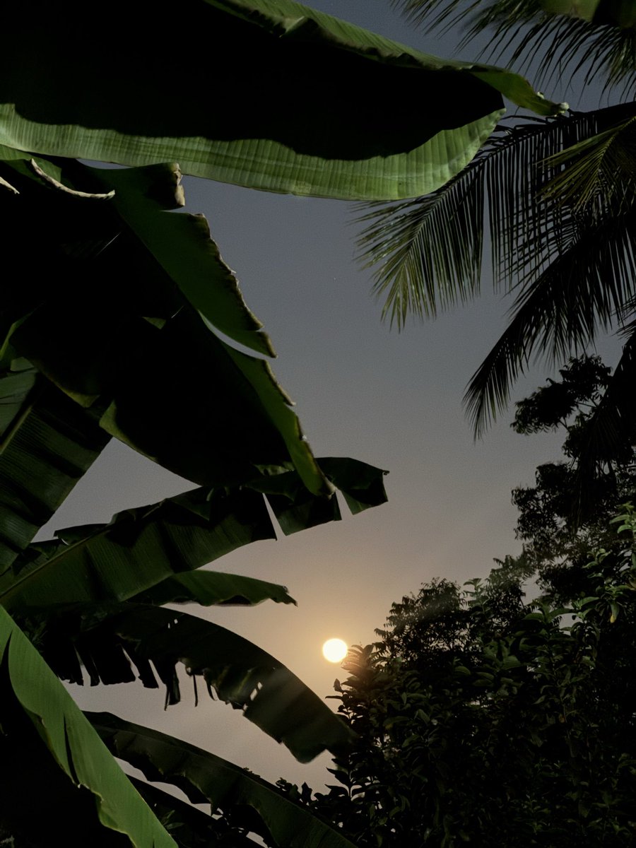 screamingcat 🍉 tweet media