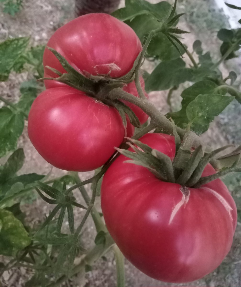 Doğal Tarım tweet media