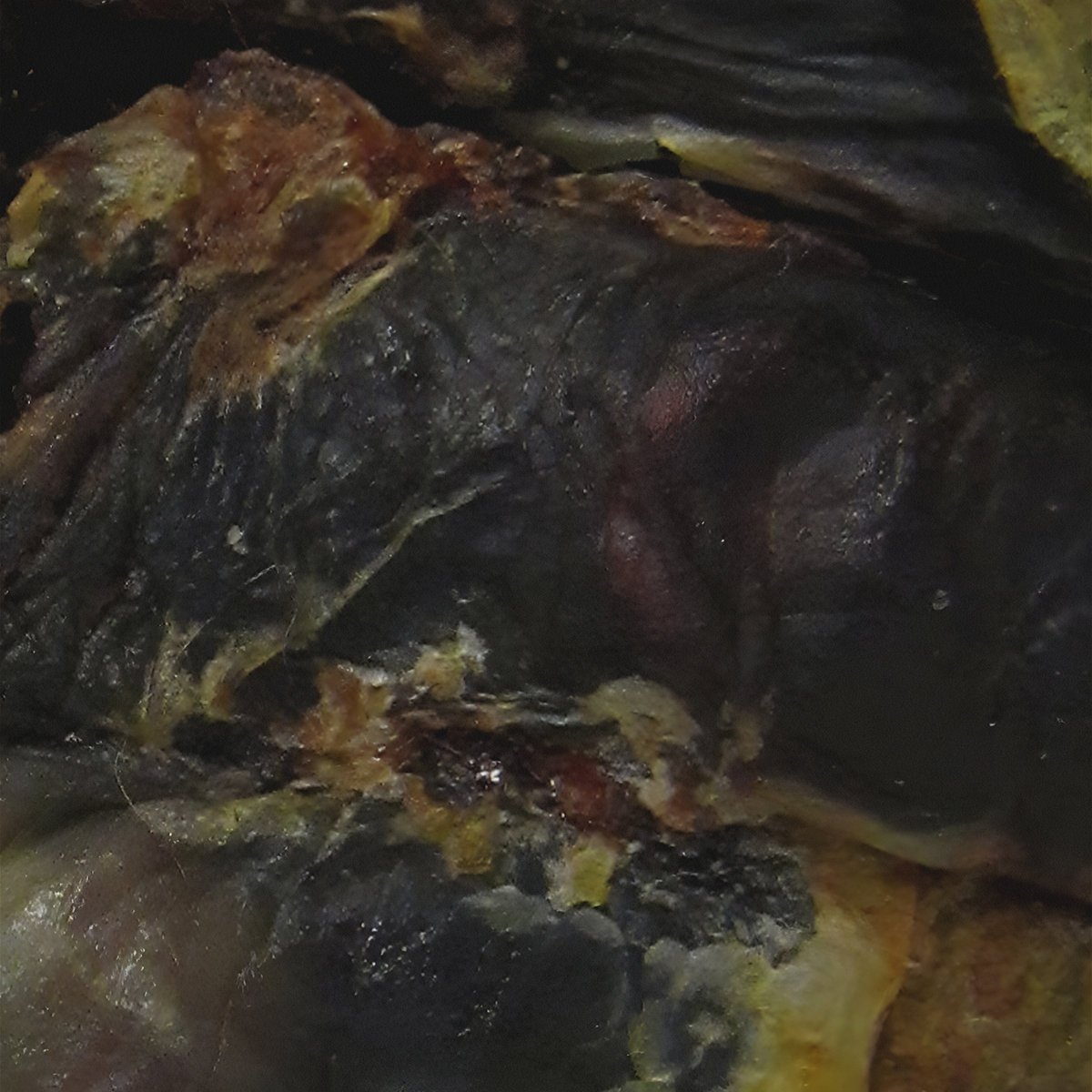 DeathDoomed's tweet image. Melth

Fatal Suffusion of Tissues
War Delirium

#warmetal #warnoise #noise #powerviolence #blackgirnd #grindcore #blackmetal #deathmetal